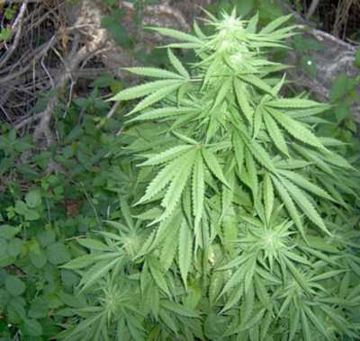 Cannabis
